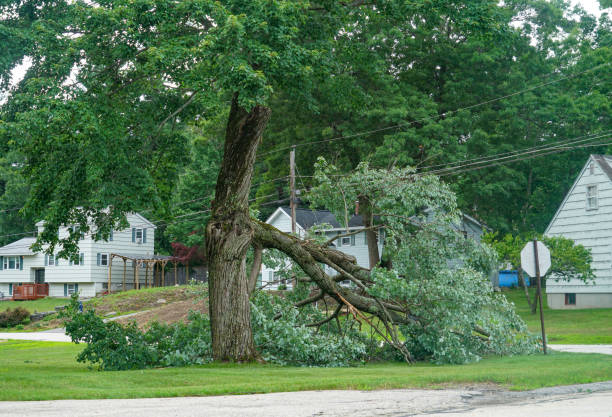 Best Utility Line Clearance  in Columbus Junction, IA